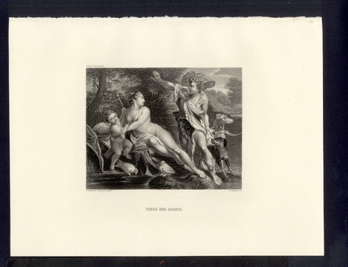 Venere adone di carracci - adone,