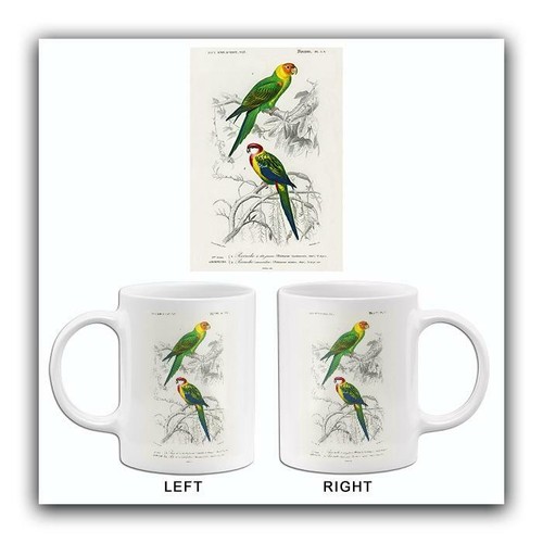 Carolina parrot eastern - &,