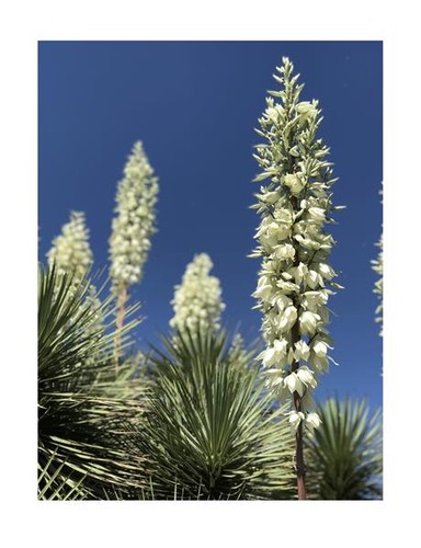 Yucca baccata var piante - baccata, var.
