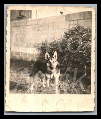 Foto polizia protezione - foto,,