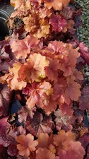 Heuchera hybrida crème - heuchera, x