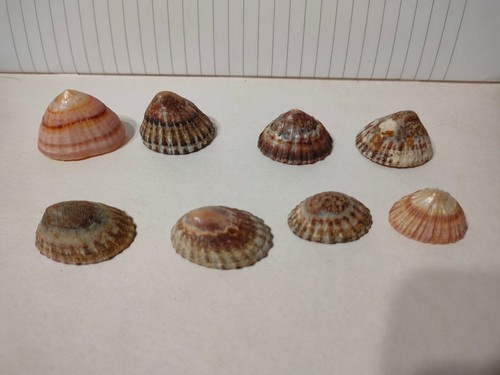Conchiglia shell nacella - shell,