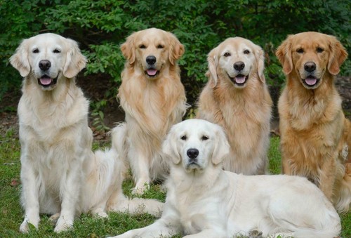 Golden retriever poster lucido - poster,