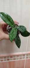 Hoya Carnosa Stardust rara