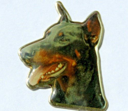 Doberman pincher testa - doberman,