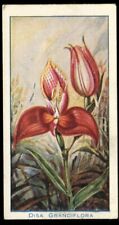 Tobacco Card, Carreras, ORCHIDS, 1925, Lycaste Skinneri, #18
