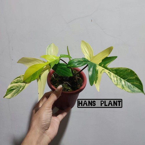 Philodendron 4leaf florida - 4leaf,