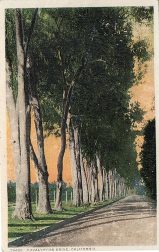 Cartolina epoca eucalyptus - cartolina,