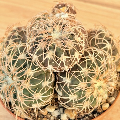 Gymnocalycium spegazzinii - , v