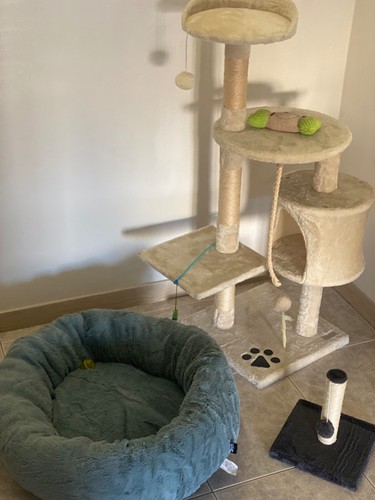 Set completo per gatti - gatti,
