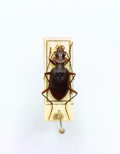 Entomology taxidermy - taxidermy,