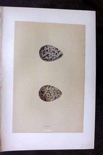 Morris 1896 antique bird egg - morris,
