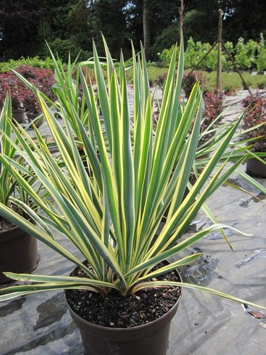Yucca filamentosa bright edge - filamentosa,