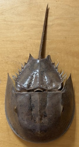 Granchio ferro cavallo - a,