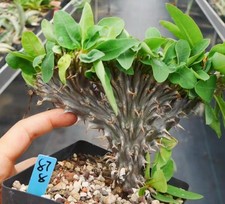 Rara pianta succulenta viva Euphorbia milii var.splendens Cristata WYSIWYG giardino