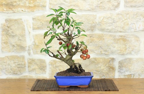 Bonsai melo selvatico - bonsai, (143)