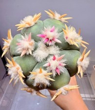 Raro giardino con zattera