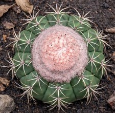Melocactus neryi seeds - seeds,