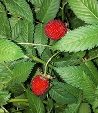 Pianta lampone fragola - fragola, –
