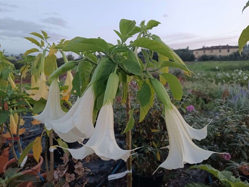 Brugmansia fiore bianco - 2,