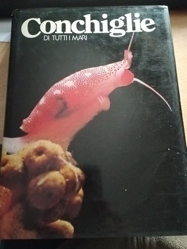 Conchiglie tutti mari - di, i