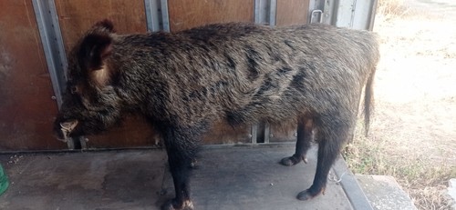 Cinghiale sardo vintage - , anni