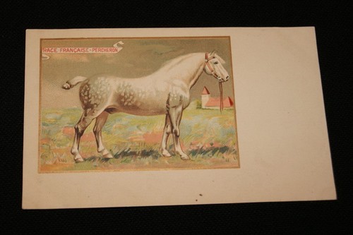 Cheval race francaise - race,