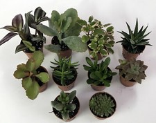 Set N. 10 piante grasse mix in vaso cm. 5,5 tutte senza spine