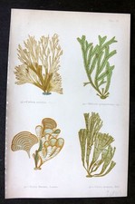 Gatty 1872 Seaweed Print