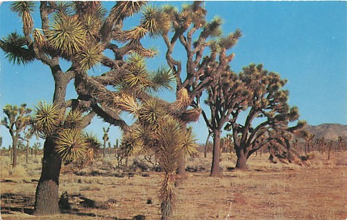 Cartolina joshua trees - cartolina,