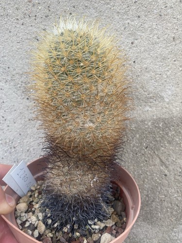 Mammillaria moelleriana - moelleriana, f