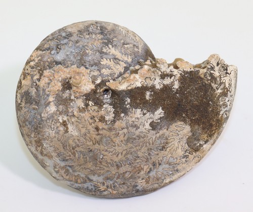 Ammonite sturia trias - sturia, sp.,