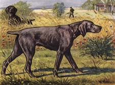 WEIMARANER CHARMING DOG