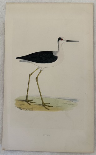 Stilt cavaliere collonero - stilt,