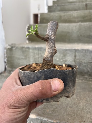 Bonsai ficus carica mame - ficus,