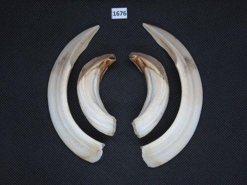 Wild boar tusks - , (no.