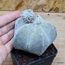 Astrophytum myriostigma onzuka