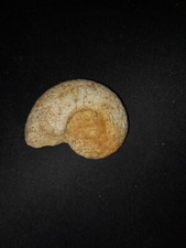 Fossile di Ammoniti -