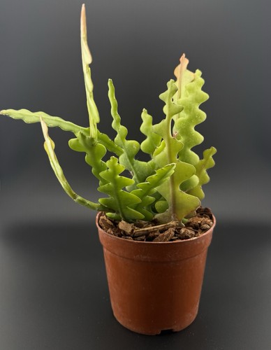 Zig zag cactus selenicereus - zig,