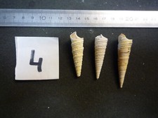 125.10 B - TURRITELLA