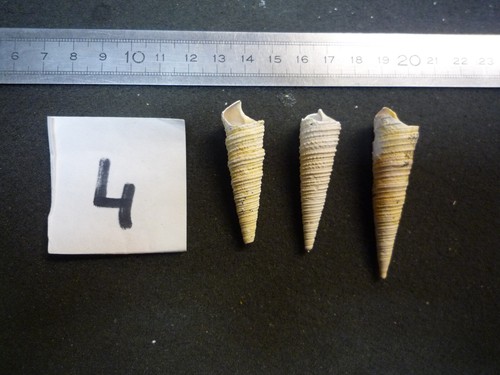 125 turritella - 125.10,