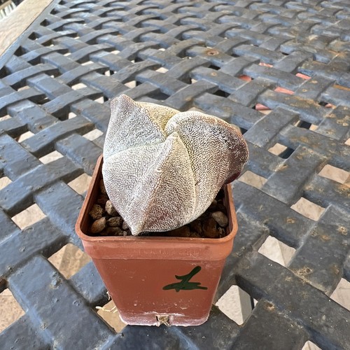 Astrophytum myriostigma - astrophytum,