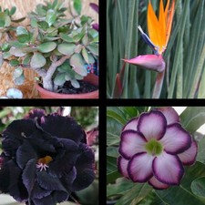 2 Rosas Del Desierto, 5 Hojas
