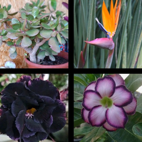 Rosas del desierto 5 hojas - 2,