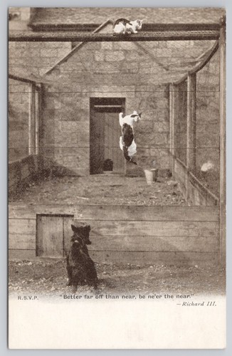 Cartolina umorismo cane che