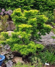 Acer palmatum 'Mikawa