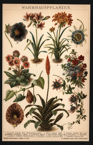 Litografia anno 1896 - ,