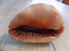 Coquillage :  NEW CASSIDAE CYPRAEACASSIS  RUFA XL de 165 X 130 mm MADAGASCAR