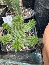 Euphorbia Susannae