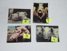 MAIALI MAIALINI  foto 9 X 13